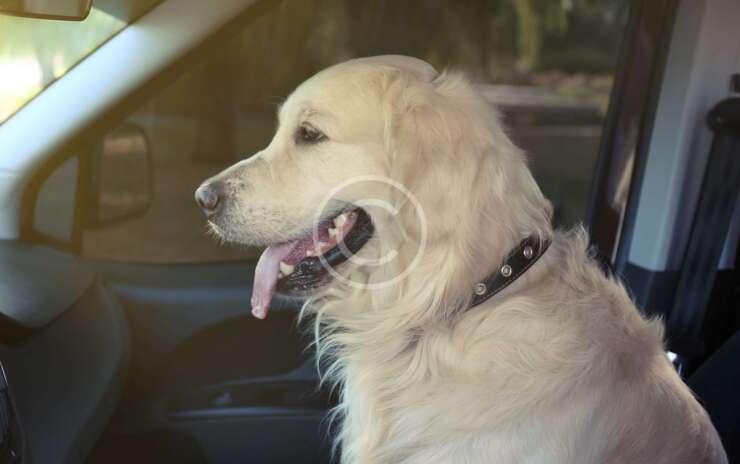 Don’t Leave Your Pets in a Parked Car